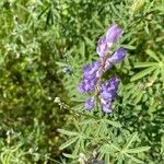 Lupinus argenteus Flower