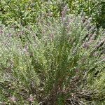 Teucrium marum 形態