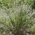 Teucrium marum Habit