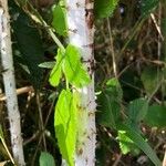 Rubus niveus Corteccia