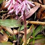 Helonias orientalis Flower