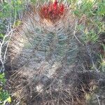 Parodia aureicentra Hábito