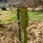 Euphorbia abyssinica Bark