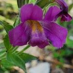 Erythranthe lewisii Flower