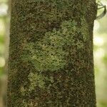 Matayba stenodictya Corteza