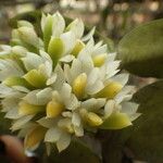 Calyptrochilum emarginatum Λουλούδι
