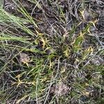 Carex pauciflora Квітка