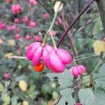 Euonymus europaeusFruit