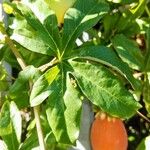 Passiflora caerulea 葉
