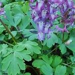 Corydalis cava Blad