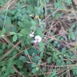 Lespedeza procumbens Flower