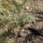 Artemisia pontica Blatt