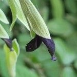 Salvia discolor Lorea