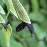 Salvia discolor Fleur