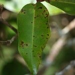 Syzygium cymosum Leaf