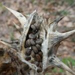 Datura ferox Frukt