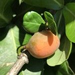 Garcinia livingstonei Fruit