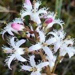 Menyanthes trifoliataFlower