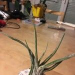 Tillandsia paucifolia 葉