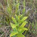 Coutoubea spicata Leaf