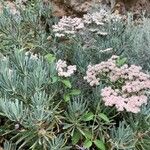 Eriogonum arborescens 花