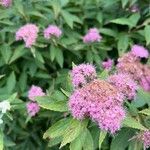 Spiraea japonicaFlower