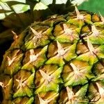 Ananas comosus Frukt