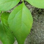 Hydrangea barbara Leaf