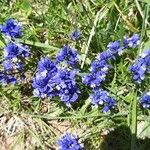 Polygala alpina Flor