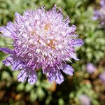 Lomelosia cretica Kukka