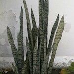 Sansevieria trifasciata পাতা