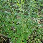 Solidago canadensisᱥᱟᱠᱟᱢ