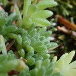 Sedum hirsutum Blad