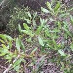 Escallonia illinita पत्ता