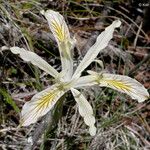 Iris chrysophylla Fleur