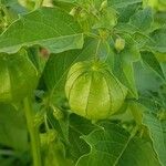 Physalis angulata Fruit