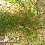 Festuca heterophylla Hoja