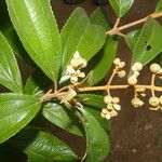 Miconia xalapensis Blad