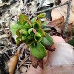 Euphorbia amygdaloides Leaf