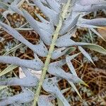 Encephalartos horridus Folha