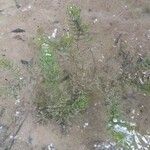 Ceratophyllum demersum Листок