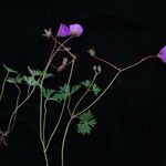 Geranium donianum Habitus