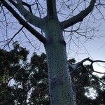 Ceiba pubiflora Hábito