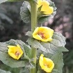 Verbascum virgatum Květ