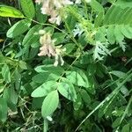 Astragalus frigidus Blatt