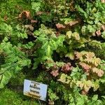 Adiantum tenerum Агульны выгляд