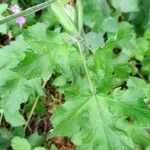 Heracleum sibiricum Leaf