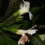 Bourreria costaricensis Цвят