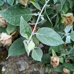 Barleria albostellata Liść