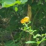 Asclepias tuberosaFlower